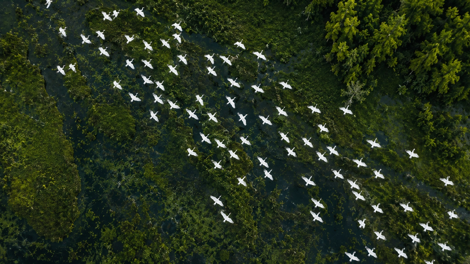 Uccelli bianchi in formazione sopra una zona umida verde